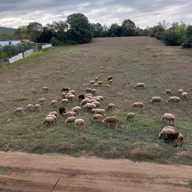 Sürü